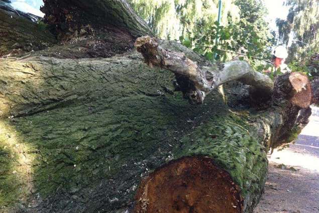 Rooien boom in Halsteren